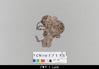 藏品(中國湖北皮影戲偶頭-生)的圖片